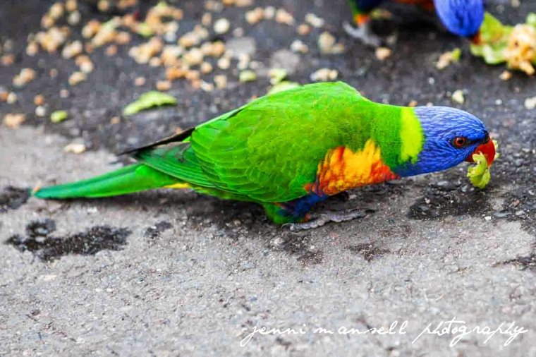 And a couple wildlife shots- A Rainbow Lorikeet at my nephews' school.