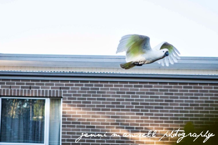 This is why I can't be a wildlife photographer- getting moving animals in focus is a challenge!  Here's one of many cockatoos that have visited the backyard.