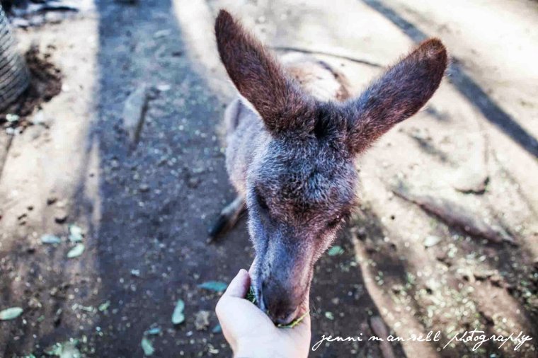 My turn to feed the kangaroo.