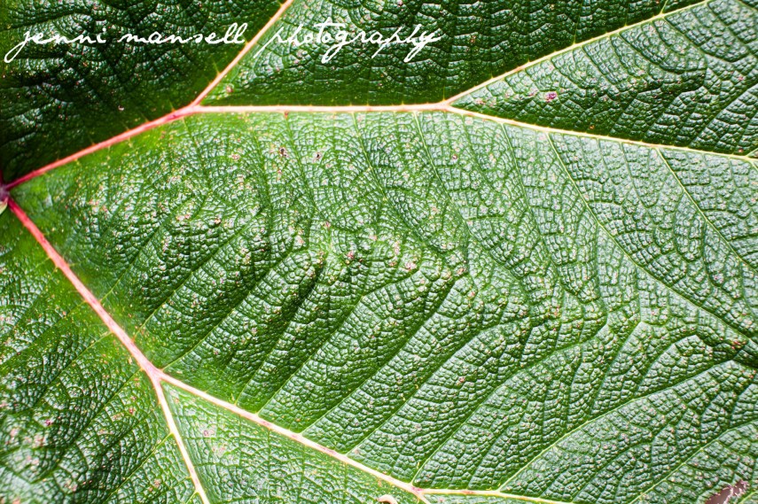 Love the details on this leaf!