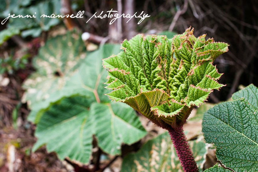 What the leaf looks like when it's not spread out.