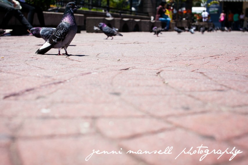 The park by the national theater in San Jose.