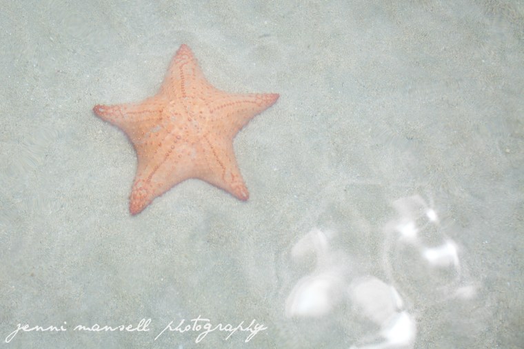 Starfish Beach (Playa de las estrellas) delivered!