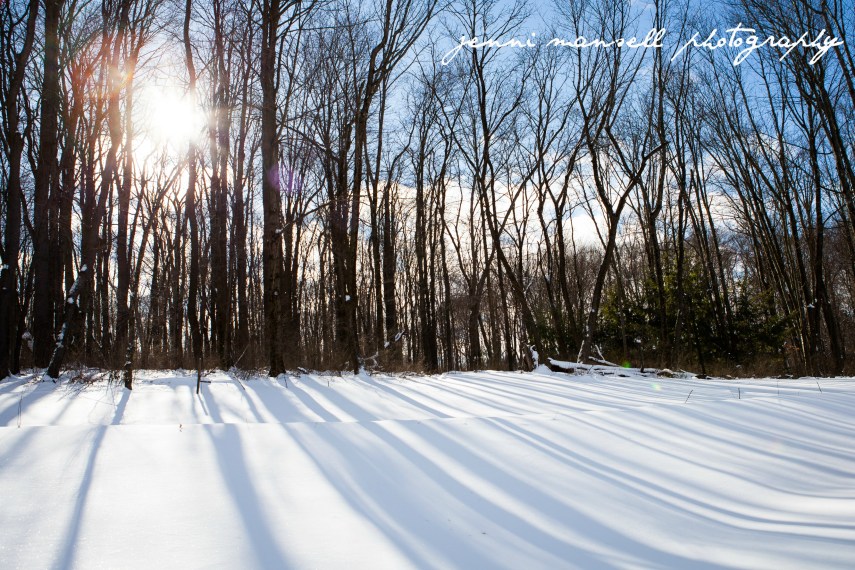 My parents' backyard in PA in the new year.