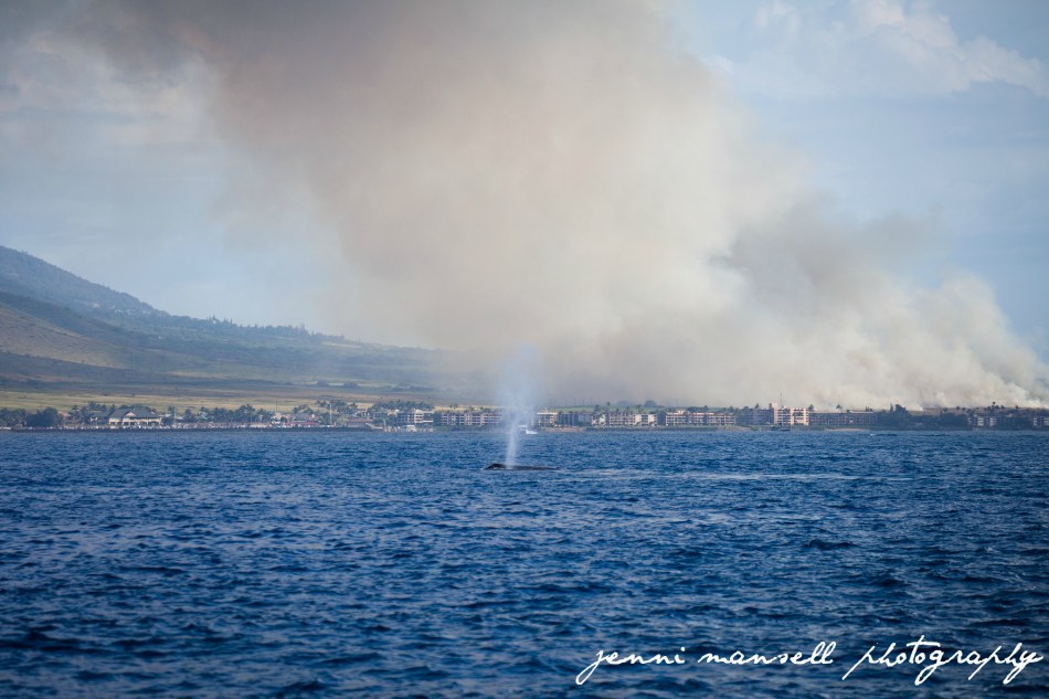 The only whale spout that I captured that day.