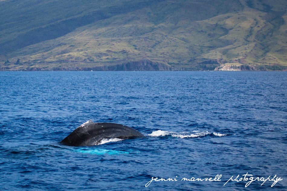 I love how her side flipper looks turquoise underwater.