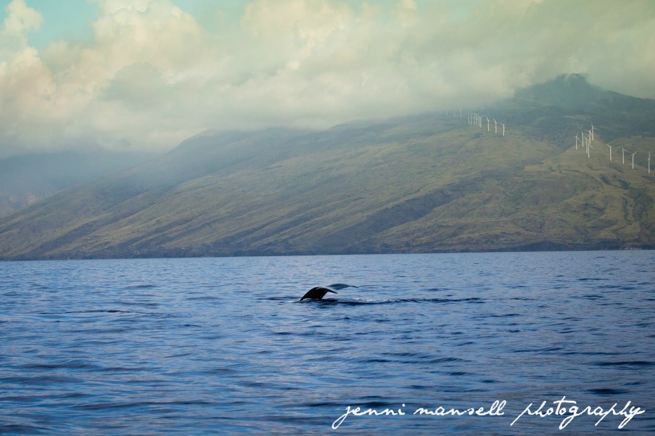 I loved the background of this.  The mountains in Western Maui are really beautiful.