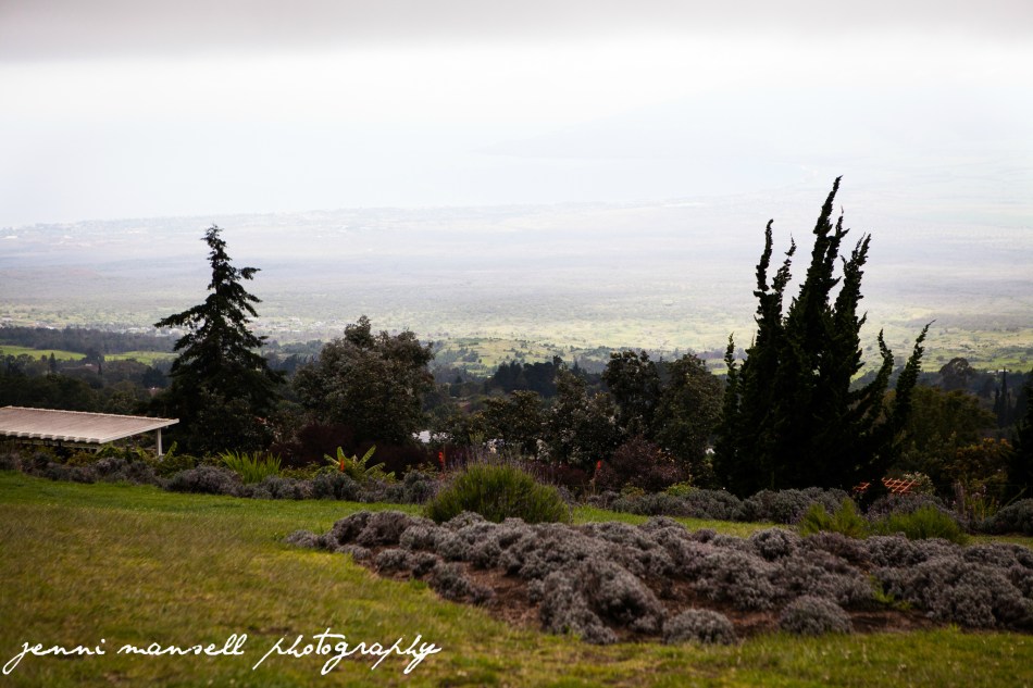 Great view from the Ali`i Kula Lavender Farm