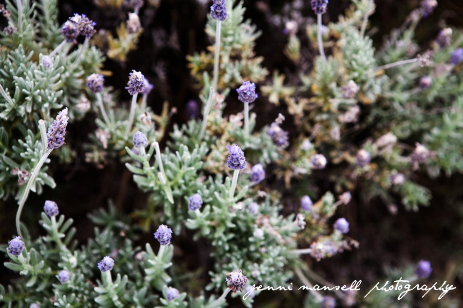 Ah, lavender such great stuff.