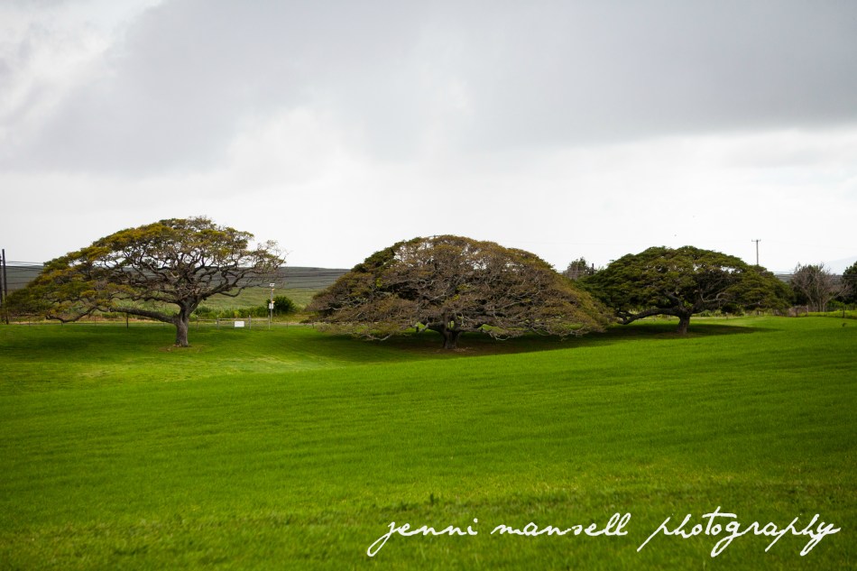 I love trees like this.