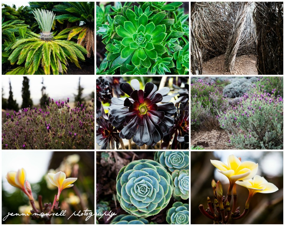 Some of the vegetation around the lavender farm and our next stops on the trip.
