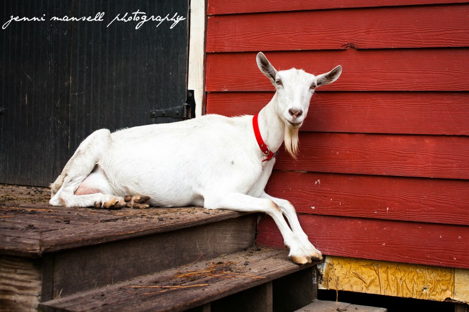 Fun on the farm with Charlotte the goat.