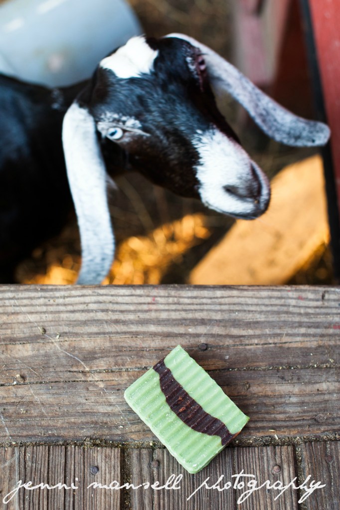 My brother's family makes goat milk soap.  I was taking photos to go on their website and thought it would be cute to try to get some goats in the photos.  Big mistake.  Big.  Huge.  Stay tuned for another blog post detailing that experience.  :)