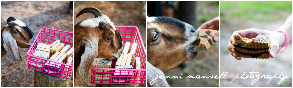 ... then this happened.  Goats really will eat anything!