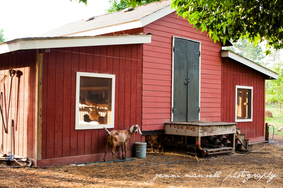 Love the chickens through the window.