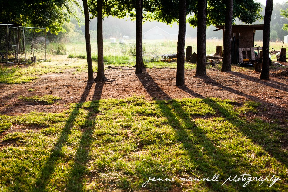 How I love evening shadows.