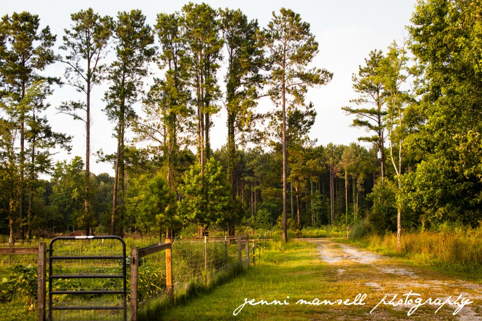 Evening light is one of my favorite things.