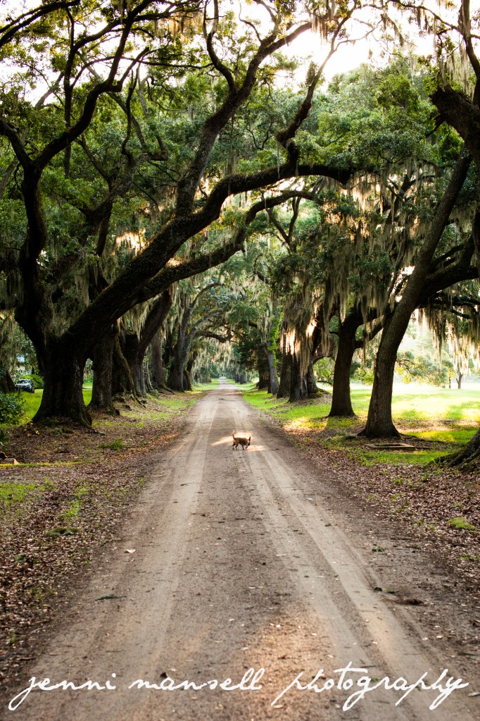 That dog really wanted to be in my photos.