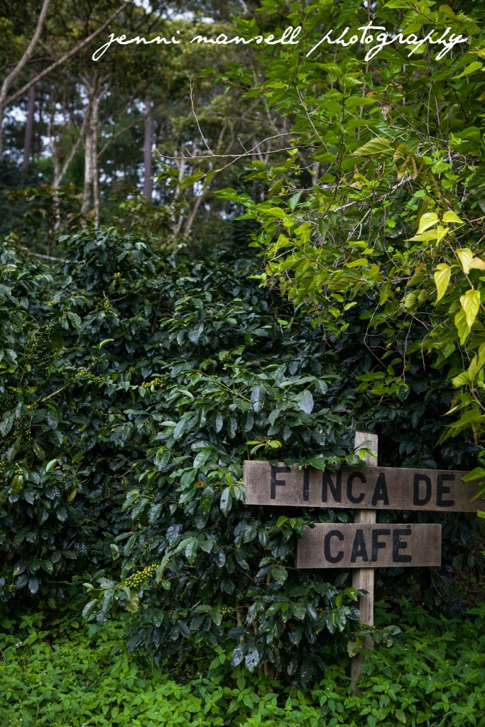 A coffee farm in Honduras, outside of Tegucigalpa.