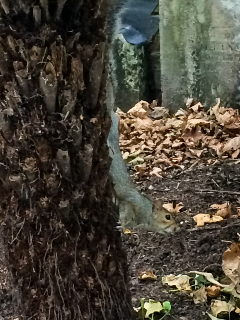 Postman's Park is right next to the church. I had to get a photo of this squirrel. Last spring, my Dad randomly announced
