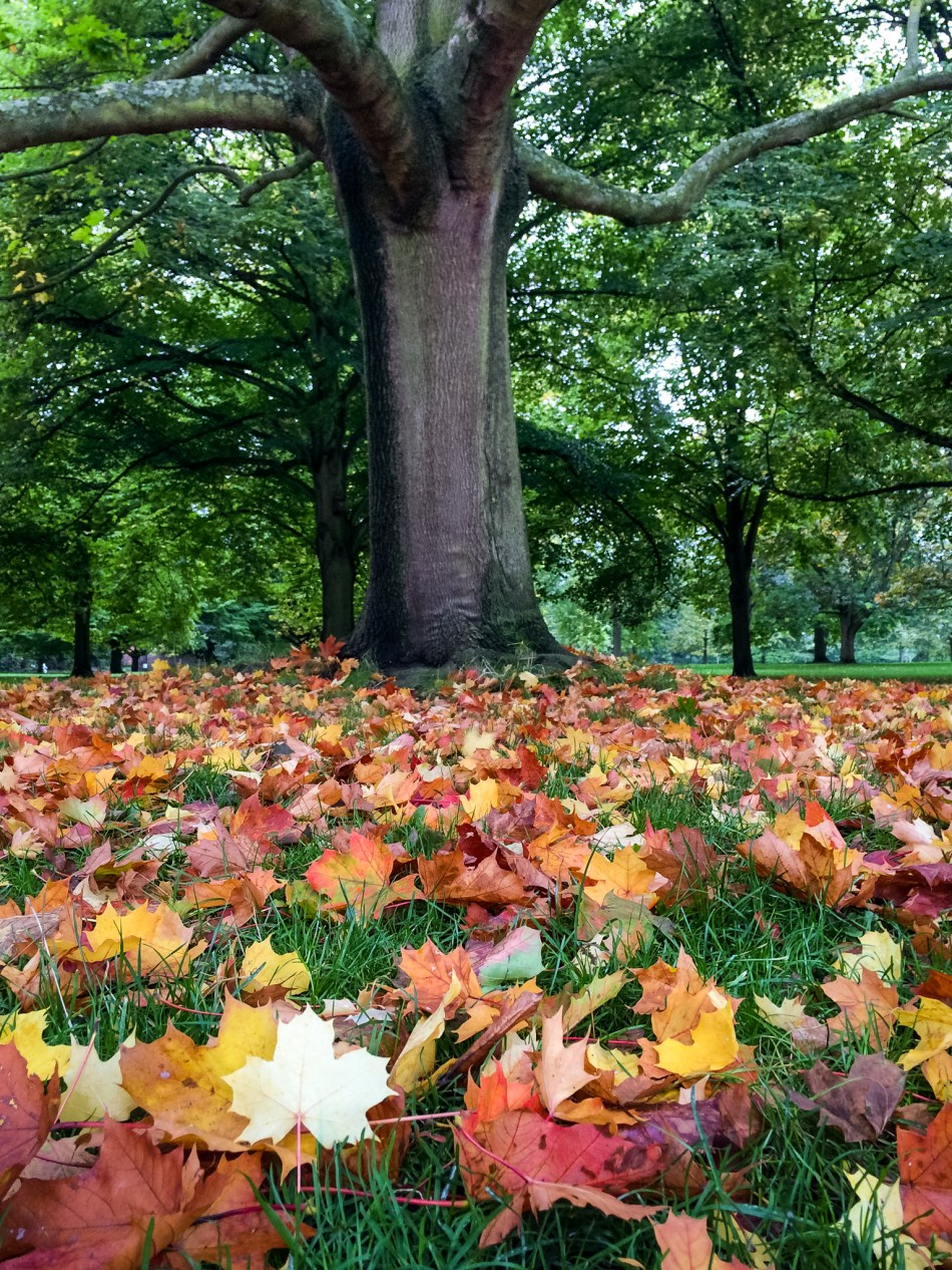 Have I mentioned that I love fall?